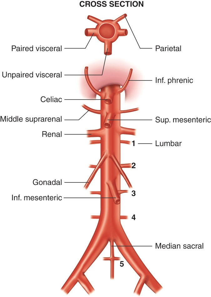 Oli Drawing Branches Of The Abdominal Aorta English Labels Anatomytool